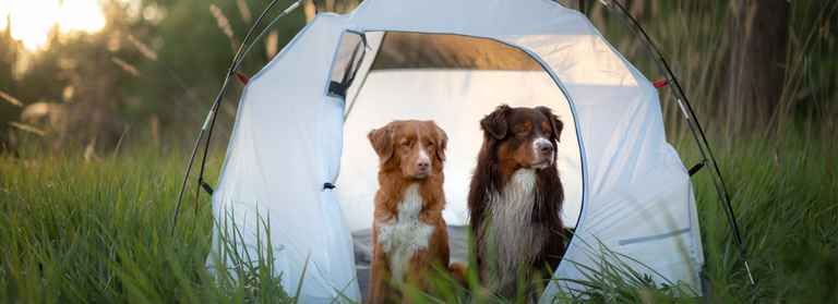 Zwei Hunde sitzen nebeneinander im Zelt