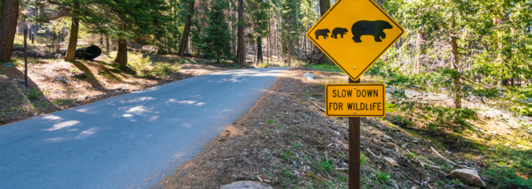Bären Schild an einer Straße im Wald.